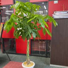 画像をギャラリービューアに読み込む, パキラ ねじり 5号 スクエア鉢