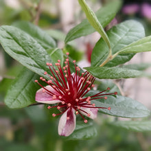 画像をギャラリービューアに読み込む, フェイジョア 5号 1鉢