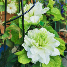 画像をギャラリービューアに読み込む, 【予約商品:3/31発送分】クレマチス・ 白万重(シロマンエ) 1鉢