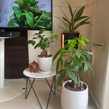 画像をギャラリービューアに読み込む, パキラ ねじり 5号 スクエア鉢