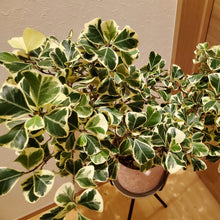 画像をギャラリービューアに読み込む, フィカス トライアンギュラリス スイートハート 吊鉢 5号 1鉢
