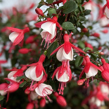 画像をギャラリービューアに読み込む, 【予約商品:5/19発送分】フクシア・ルージュブラン 1鉢