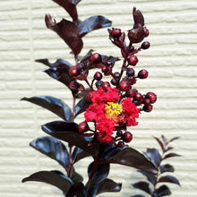 画像をギャラリービューアに読み込む, 【予約商品:7/29発送】サルスベリ・ブラックパール レッド 5.5号 1鉢