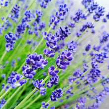 画像をギャラリービューアに読み込む, 【予約商品:4/26発送】ラベンダー・カシオペア 5号
