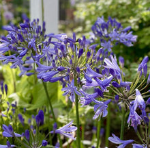 画像をギャラリービューアに読み込む, 【予約商品:5/26発送】アガパンサス・サマーラブ ブルー 1鉢