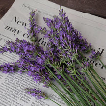 画像をギャラリービューアに読み込む, 【予約商品:4/26発送】ラベンダー・カシオペア 5号