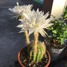 画像をギャラリービューアに読み込む, サボテン・エキノプシス カルクローラ(金盛丸) 3.5号 1鉢