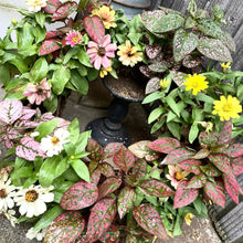 画像をギャラリービューアに読み込む, ヒポエステス 3.5号 3色3ポットセット