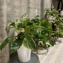 画像をギャラリービューアに読み込む, 【数量限定】フィロデンドロン・バーキン 5号 1鉢