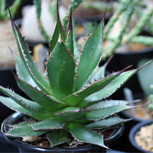 画像をギャラリービューアに読み込む, アガベ・ホリダ 3.5号