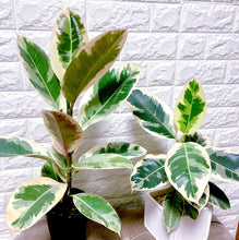画像をギャラリービューアに読み込む, 【販売期間:3月26日(日)まで】フィカス・デコラ 5号 1鉢