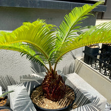 画像をギャラリービューアに読み込む, 【販売期間:10月22日まで】ソテツ(蘇鉄) 6号