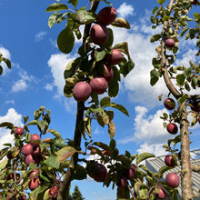 画像をギャラリービューアに読み込む, 【予約商品:9/16発送】ヒメリンゴ (姫りんご) 7号