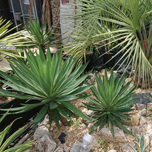 画像をギャラリービューアに読み込む, ユッカ・グロリオサ 10号 1鉢