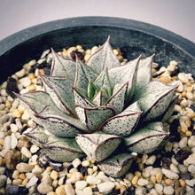 画像をギャラリービューアに読み込む, エケベリア・パーパソルムホワイトフォーム 2.5号 国内実生苗