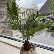 画像をギャラリービューアに読み込む, 【販売期間:10月22日まで】ソテツ(蘇鉄) 6号