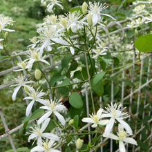 画像をギャラリービューアに読み込む, 【予約商品:9/30発送】クレマチス・ターニフローラ(センニンソウ) 1鉢