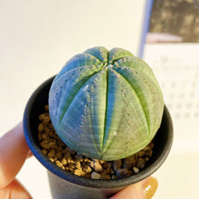 画像をギャラリービューアに読み込む, ユーフォルビア・オベサ 2.5号