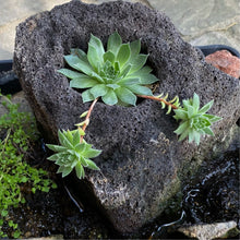 画像をギャラリービューアに読み込む, センペルビウム(センペルビバム) ケース売り 24種セット