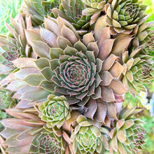 画像をギャラリービューアに読み込む, センペルビウム(センペルビバム) ケース売り 24種セット