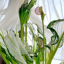 画像をギャラリービューアに読み込む, 【限定40個】カラー・フローズンクイーン 5号 ※予約商品:12/15まで 出荷予定:12/20