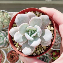 画像をギャラリービューアに読み込む, エケベリア・ラウィ 2.5号 【国内実生苗】