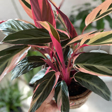 画像をギャラリービューアに読み込む, 【販売期間:4月16日】ストロマンテ サンギネア トリオスター 1鉢