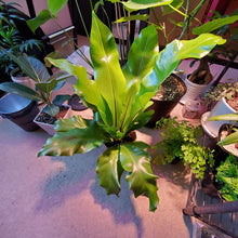 画像をギャラリービューアに読み込む, 【販売期間:5月14日まで】アスプレニウム アビス 4号 1鉢