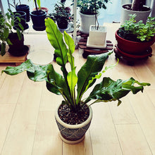 画像をギャラリービューアに読み込む, 【販売期間:5月14日まで】アスプレニウム アビス 4号 1鉢