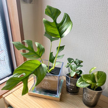 画像をギャラリービューアに読み込む, 【土を使わない観葉植物】テーブルプランツ キューブ (Table Plants CUBE)