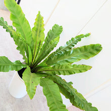 画像をギャラリービューアに読み込む, 【販売期間:5月14日まで】オオタニワタリ アンディーカム 4号 1鉢