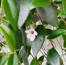 画像をギャラリービューアに読み込む, 【販売期間:3月19日まで】コドナンテ・クラシフォリア 1鉢