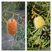 画像をギャラリービューアに読み込む, 【販売期間:3月5日まで】バンクシア・クエルキフォリア 1鉢