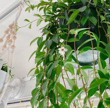 画像をギャラリービューアに読み込む, 【販売期間:3月19日まで】コドナンテ・クラシフォリア 1鉢