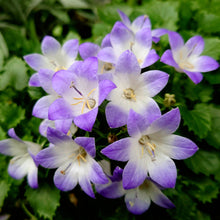 画像をギャラリービューアに読み込む, 【予約商品:3/24発送】カンパニュラ・ファンシーミー 1鉢 6号