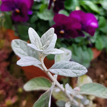 画像をギャラリービューアに読み込む, 【予約商品:3/10発送分】ツリージャーマンダー・アイスキューブ 1鉢