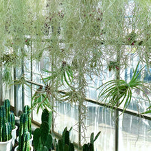 画像をギャラリービューアに読み込む, 【販売期間:3月26日まで】チランドシア・ウスネオイデス(特大)