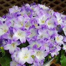 画像をギャラリービューアに読み込む, 【予約商品:3/24発送】カンパニュラ・ファンシーミー 1鉢 6号