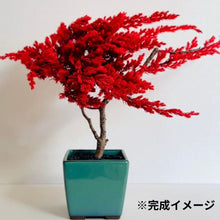 画像をギャラリービューアに読み込む, 1000万人のドライ盆栽®︎ スターター手づくりキット「赤」