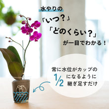 画像をギャラリービューアに読み込む, 【土を使わない花】テーブルプランツ(Table Plants) ミディ胡蝶蘭 ※期間限定