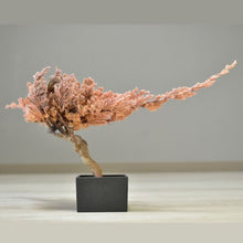 画像をギャラリービューアに読み込む, ドライ盆栽® 桜色 (桝形)枯れ盆栽