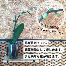 画像をギャラリービューアに読み込む, 【土を使わない花】テーブルプランツ(Table Plants) ミディ胡蝶蘭 ※期間限定