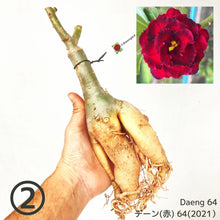 画像をギャラリービューアに読み込む, 【期間限定:3月末まで】アデニウム・オベスム 裸株(裸苗) 赤・紫系(9種から選べる)