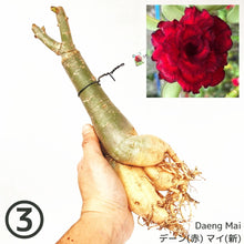 画像をギャラリービューアに読み込む, 【期間限定:3月末まで】アデニウム・オベスム 裸株(裸苗) 赤・紫系(9種から選べる)