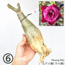 画像をギャラリービューアに読み込む, 【期間限定:3月末まで】アデニウム・オベスム 裸株(裸苗) 赤・紫系(9種から選べる)