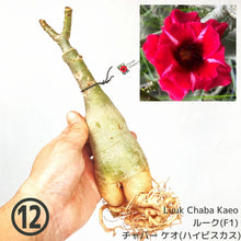 画像をギャラリービューアに読み込む, 【期間限定:3月末まで】アデニウム・オベスム 裸株(裸苗) 赤・紫系(9種から選べる)