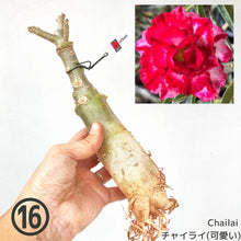 画像をギャラリービューアに読み込む, 【期間限定:3月末まで】アデニウム・オベスム 裸株(裸苗) 赤・紫系(9種から選べる)