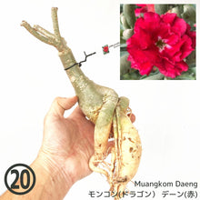 画像をギャラリービューアに読み込む, 【期間限定:3月末まで】アデニウム・オベスム 裸株(裸苗) 赤・紫系(9種から選べる)