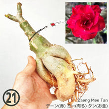 画像をギャラリービューアに読み込む, 【期間限定:3月末まで】アデニウム・オベスム 裸株(裸苗) 赤・紫系(9種から選べる)