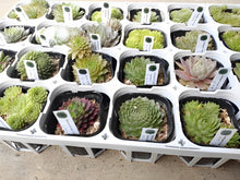 画像をギャラリービューアに読み込む, センペルビウム(センペルビバム) ケース売り 24種セット